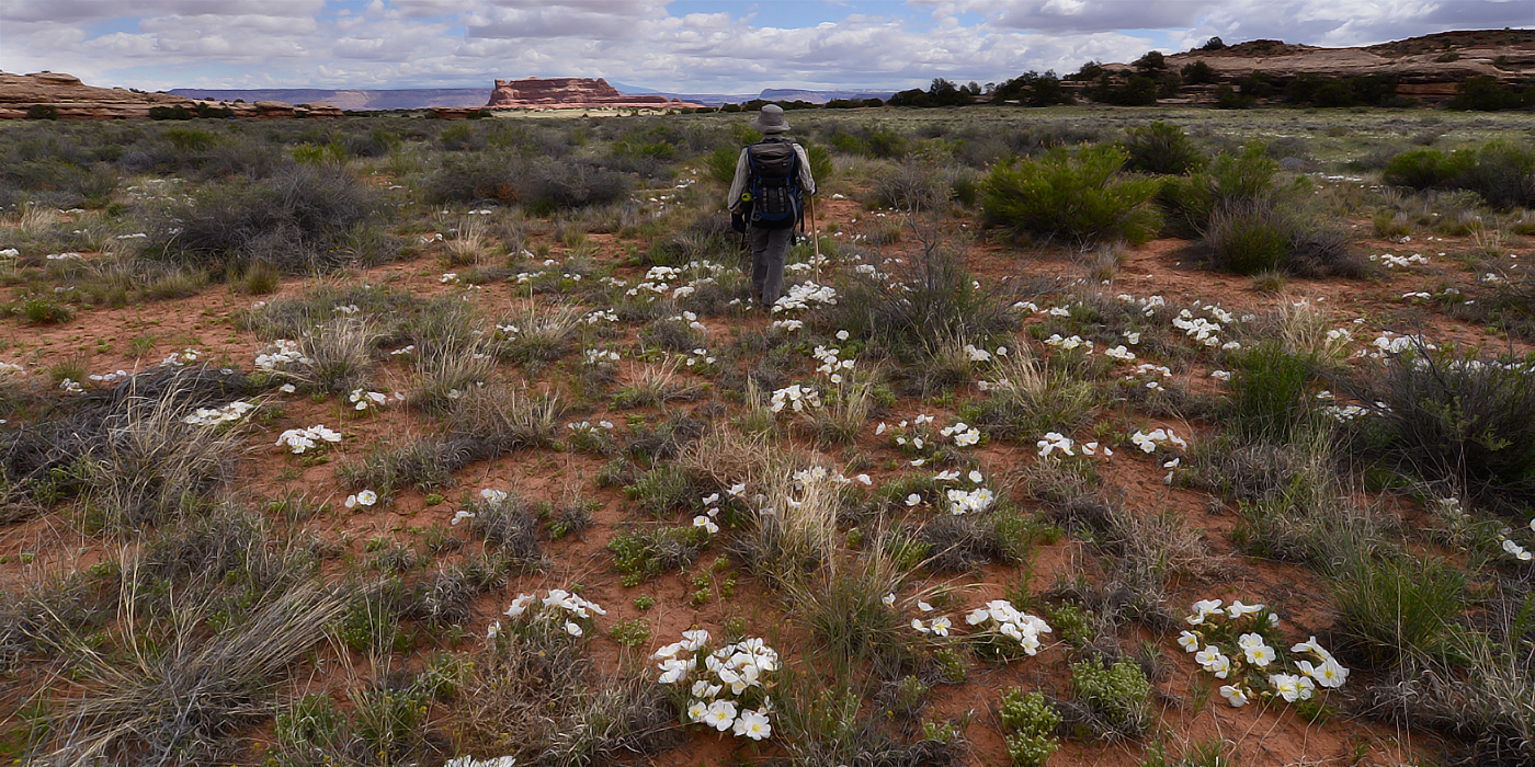 Needles District, Canyonlands National Park, Utah